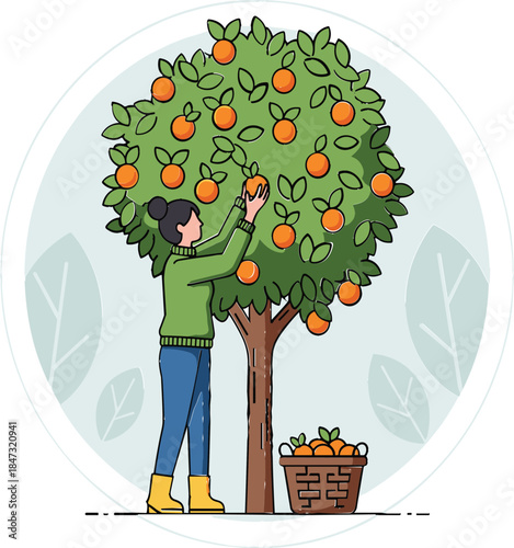 Vector Illustration of Woman Harvesting Oranges from a Tree, Representing Fruit Picking, Agriculture, Farming, and Citrus Produce