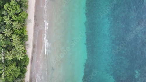 Guitarfish shark ray swimming along Australian coastline