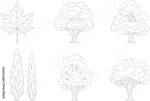 Set of line art sketches featuring a maple leaf, broadleaf trees, and cypress conifers, isolated on white background for ecology design