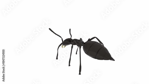 Realistic 3D Black Ant Illustration