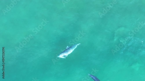 Dolphins Australia wildlife nature ocean wild