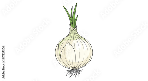 A detailed and realistic illustration of a single whole white onion with green shoots and a full root system at the base.