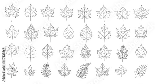 A large collection of various leaf types, including maple and oak, illustrated in a detailed black and white stippled line art style.