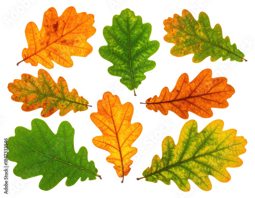 Nine colorful autumn oak leaves against a black background