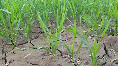 Young Seedlings Emerging in Dry Cracked Soil During Drought