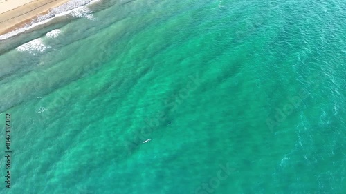 Dolphins Australia wildlife nature ocean wild