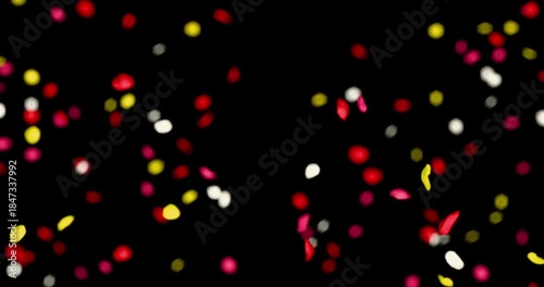 Colorful rose petals sway in the wind. Isolated on black background. 4K 3D rendering loop animation.