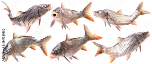 Collection of fish carp isolated