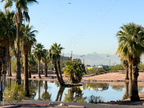 palm trees on the water in Papago park, Phoenix, Arizona