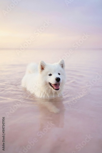 Cute puppy white samoyed swimming in pale pink water. 