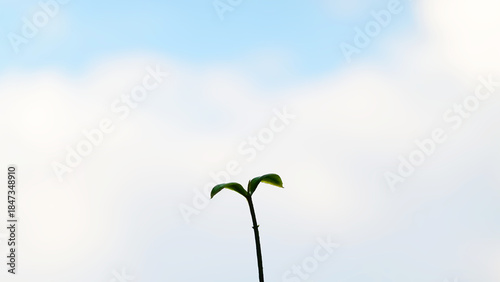 Sprout tree, blue sky clouds landscape background.