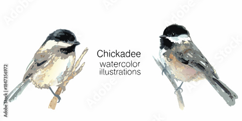 Watercolor illustrations of two black capped chickadees perched on delicate branches