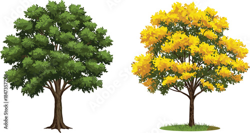 Green leafy tree with yellow flowering tree illustration, natural seasonal foliage, botanical garden element, isolated plant artwork - cad drawing flat vector illustration