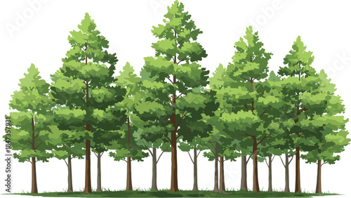 Forest landscape with tall green trees, dense foliage, natural woodland background, eco environment scene, outdoor greenery, cad drawing flat vector illustration