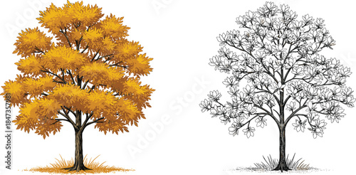 Beautiful autumn yellow tree with detailed foliage and black white sketch outline floral tree, seasonal nature design, cad drawing flat vector illustration
