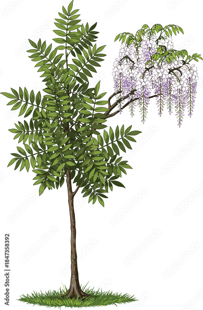 Fototapeta premium Green leafy tree with purple wisteria flowers, botanical nature illustration, floral garden design artwork, decorative landscape plant, cad drawing flat vector illustration