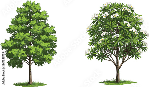 Realistic green trees and tropical plumeria flower tree, detailed natural landscape vegetation, eco garden plant, CAD drawing flat vector illustration, nature design, outdoor foliage art