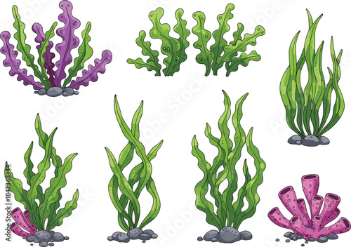 Cartoon underwater plants, seaweed and coral illustration, marine life vector, colorful ocean elements, child-friendly design, educational artwork, aquatic theme, reef environment, nature drawing