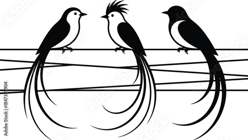 Black and White Silhouette of Three Paradise Flycatchers with Long Tail Feathers Perched Together on Wires, Isolated Vector Illustration.