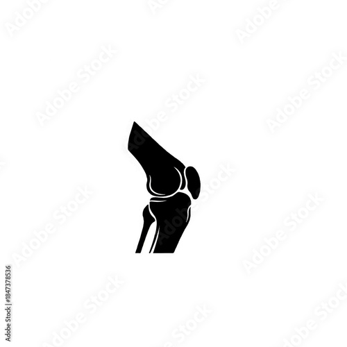 Knee Joint Anatomy Illustration