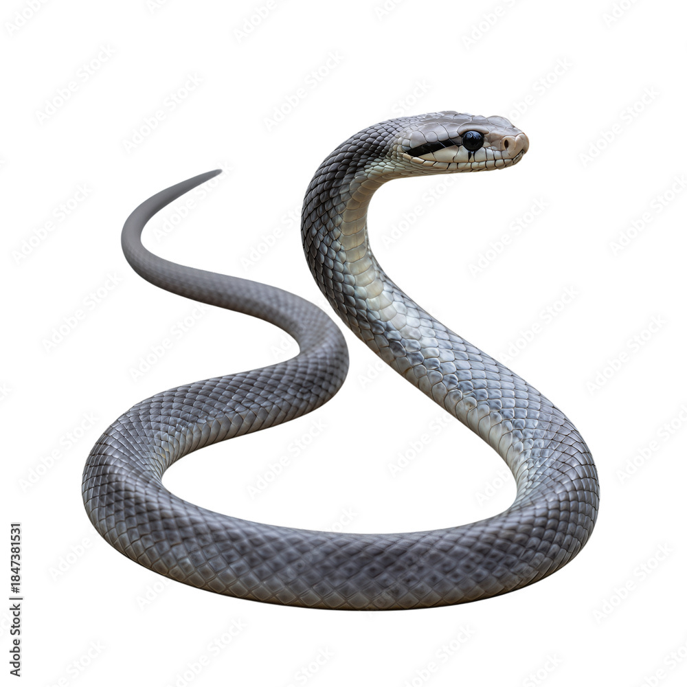 Fototapeta premium Coiled gray snake in striking pose with detailed scales
