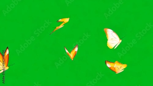 Colorful Butterflies Flying on Green Screen Animation
