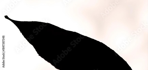 Silhouette of a single leaf, stark against a bright background, minimal, illustration art