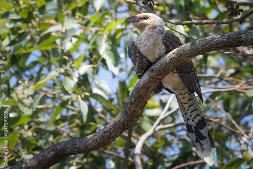 Juvenile channel-billed cuckoo (Scythrops novaehollandiae), Sydney, Australia. 