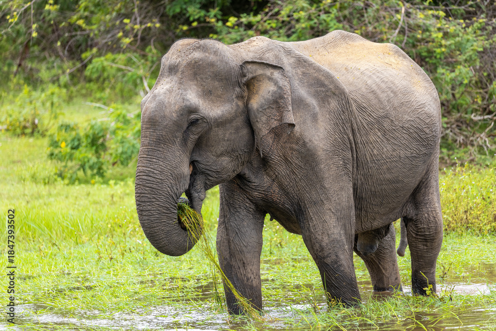 Fototapeta premium Sri Lankan Elephant (Elephas maximus maximus) Feeding on Aquatic Vegetation in Shallow Water, Yala National Park, Sri Lanka