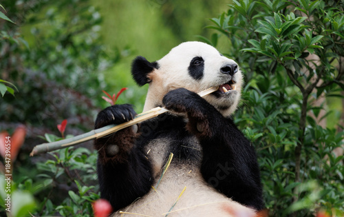 One giant panda in the forest