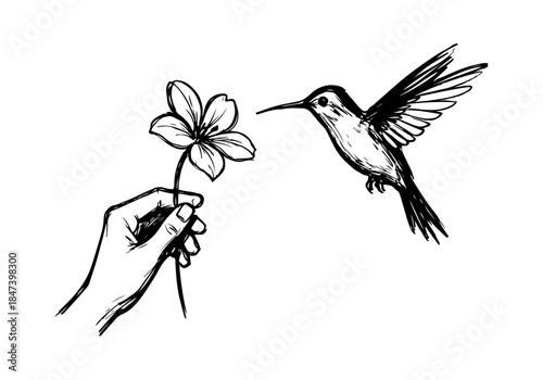 Hummingbird Sketch Hand Drawn Illustration Vector by AZ for Books, Arts, Design and Decoration Graphic Asset