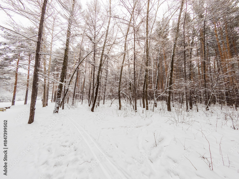 Fototapeta premium Beautiful winter landscape. Trees in the snow in a clearing on a cold day.