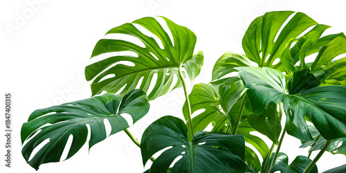 Lush green monstera leaves isolated on white background