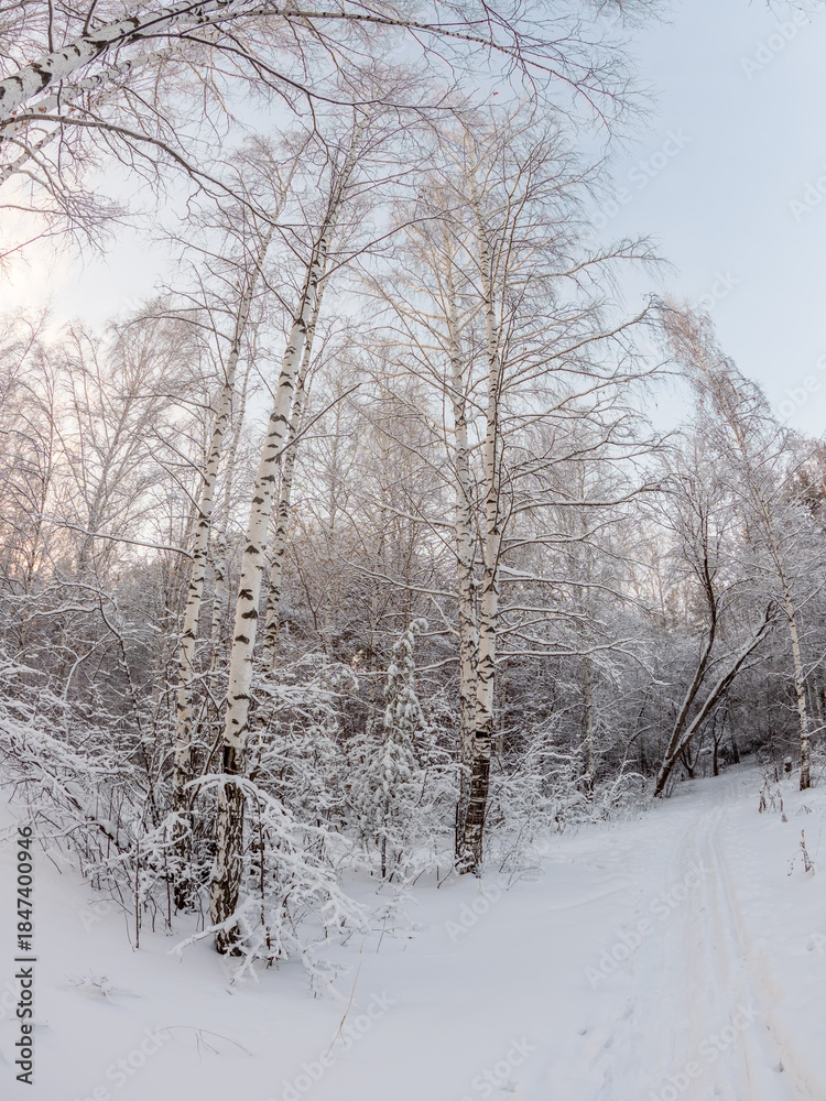 Fototapeta premium Beautiful winter landscape. Trees in the snow in a clearing on a cold day.