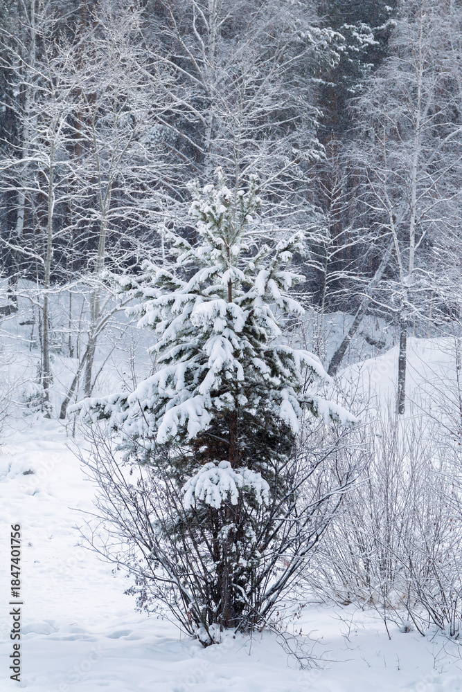 Fototapeta premium Beautiful winter landscape. Trees in the snow in a clearing on a cold day.
