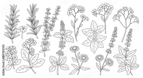 Botanical Herb Collection - Rosemary, Sage, Basil, and More.