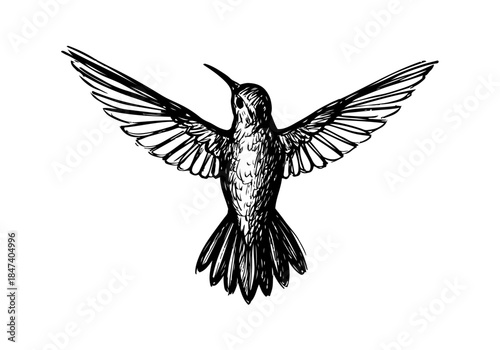 Hummingbird Sketch Hand Drawn Illustration Vector by AZ for Books, Arts, Design and Decoration Graphic Asset