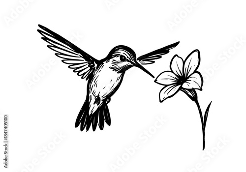 Hummingbird Sketch Hand Drawn Illustration Vector by AZ for Books, Arts, Design and Decoration Graphic Asset