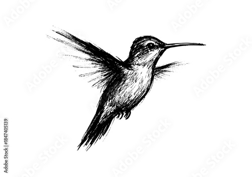 Hummingbird Sketch Hand Drawn Illustration Vector by AZ for Books, Arts, Design and Decoration Graphic Asset