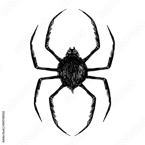 Frightening spider vector hand drawn in black ink on a white background for Halloween decoration and spooky design. Hand drawn Halloween elements, crayon pencil Halloween design isolated on white