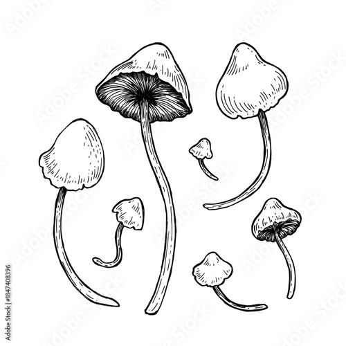 Mystical mushroom vector in vintage line art engraving style, outline, silhouette. Seven mushrooms with tall, slender stems and delicate caps. Hand drawn doodle of wild mushroom set. Ink drawing