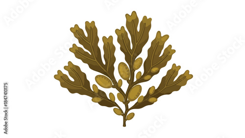 Detailed vector illustration of vibrant brown seaweed with distinctive air bladders, capturing the essence of marine flora and its unique biological