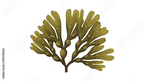 Vibrant marine plant illustration capturing the intricate beauty of an aquatic alga branch