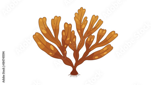 Detailed illustration of brown seaweed with branching fronds and earthy tones for aquatic themes marine biology concepts and ocean plant life