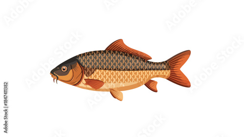 Stylized freshwater fish illustration featuring a detailed carp with vibrant scales and distinct fins on a crisp white background for aquatic design