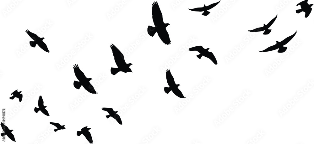 Obraz premium Silhouettes of birds flying across a bright