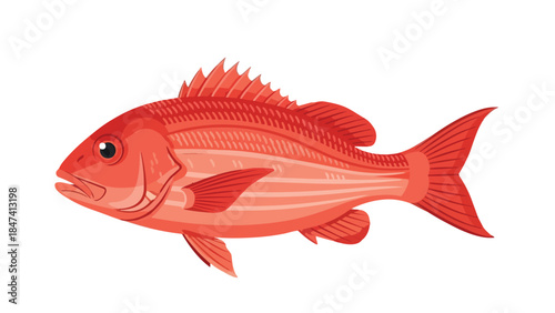 Vibrant red ocean fish swimming left a beautiful marine animal illustration perfect for various aquatic themed designs and educational content