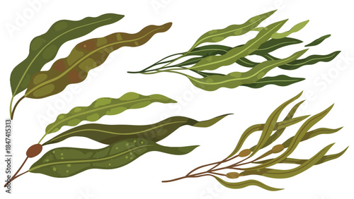 Collection of stylized marine algae in various green and brown hues, showcasing undulating forms and textures