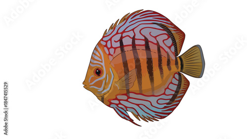 Vibrant Aquarium Fish with Striking Patterns and Bright Orange Hues Gracefully Posed Against a Clean White Background