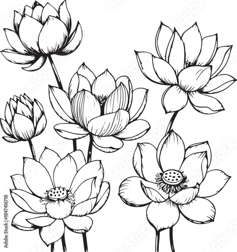 Vector lotus flower. Floral botanical flower. Isolated illustration element. Water lily outline vector illustration for yoga studio, spa, zen center. Lotus flower in continuous line drawing style.